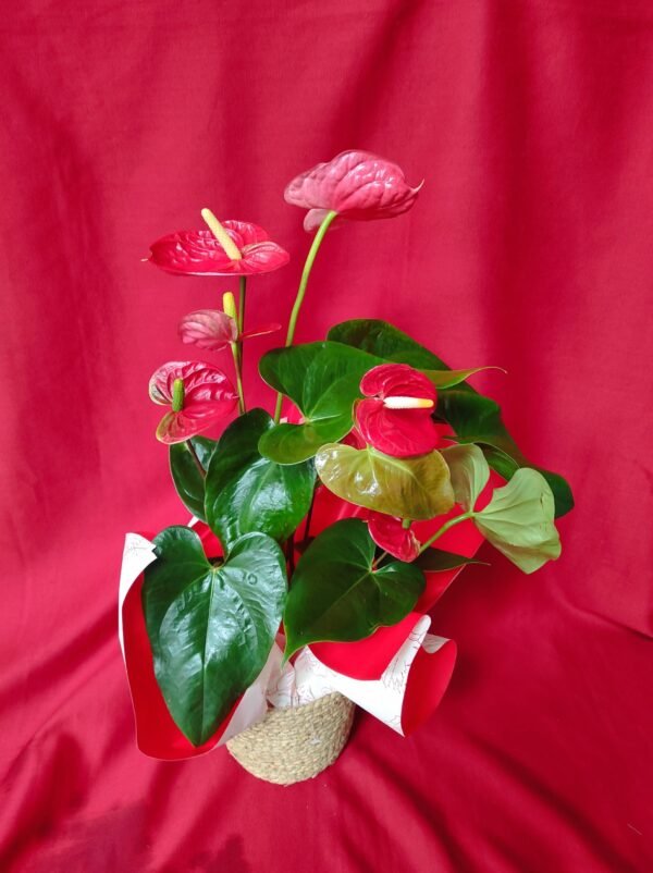 Anturium 50 cm con base