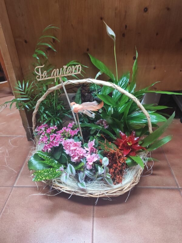 Canasto Plantas variadas