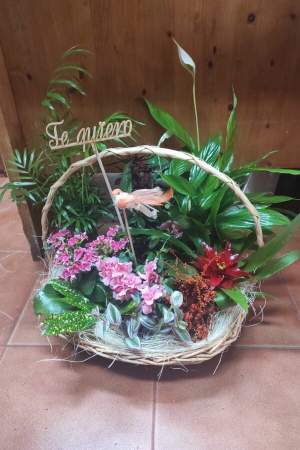 Canasto Plantas variadas