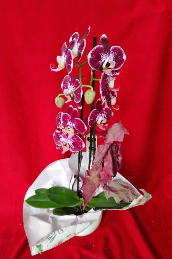 Orquidea Decorada
