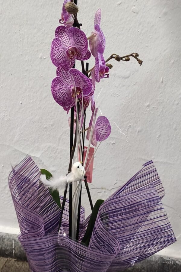 Orquidea Decorada con base