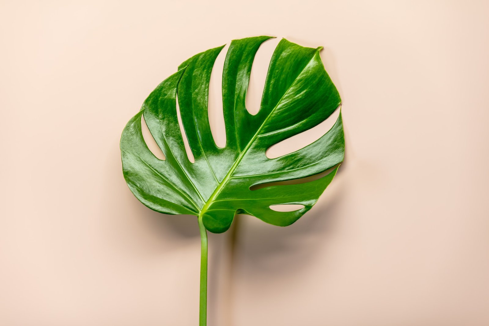 tropical-leaf